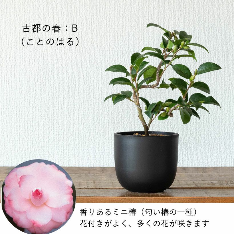 ツバキ盆栽枝曲がり初心者向け｜白・ピンクの小花コンパクト品種