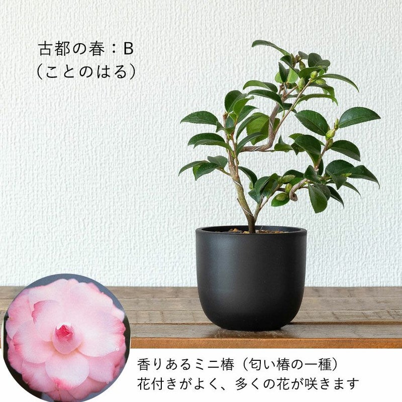 ツバキ盆栽枝曲がり初心者向け｜白・ピンクの小花コンパクト品種