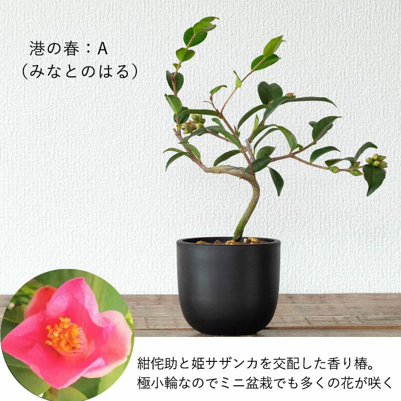 見応えある〈つばきの盆栽〉 ツバキ盆栽枝曲がり初心者向け｜白・ピンクの小花コンパクト品種