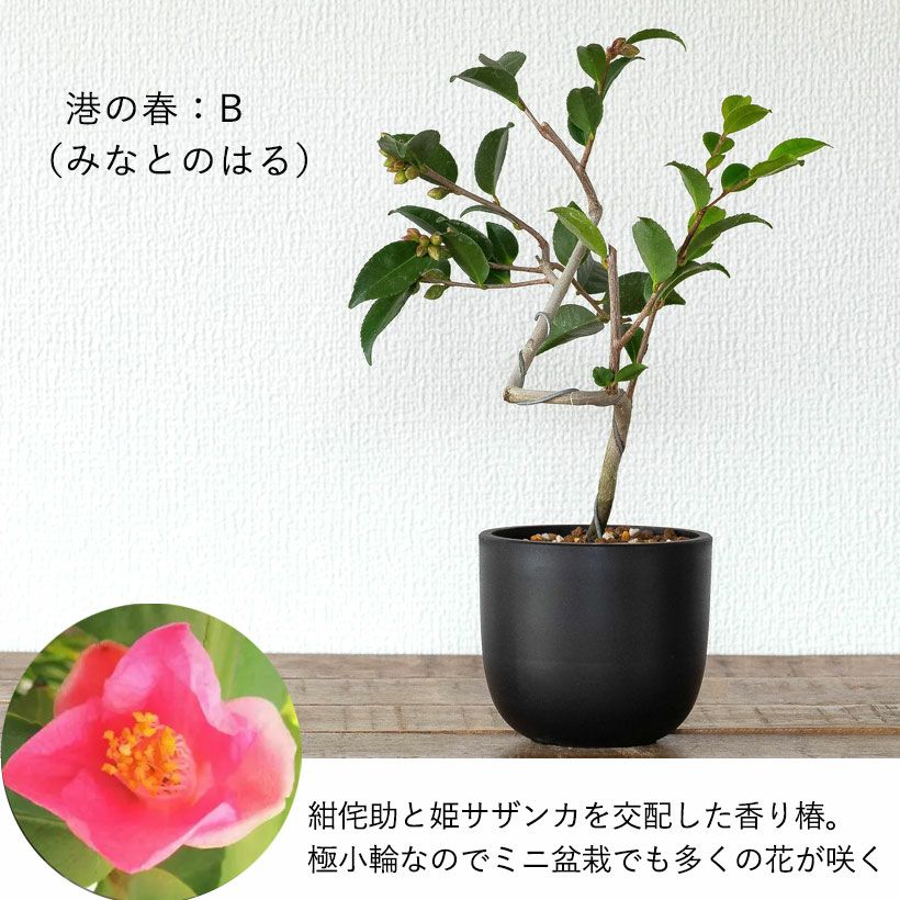 ツバキ盆栽枝曲がり初心者向け｜白・ピンクの小花コンパクト品種