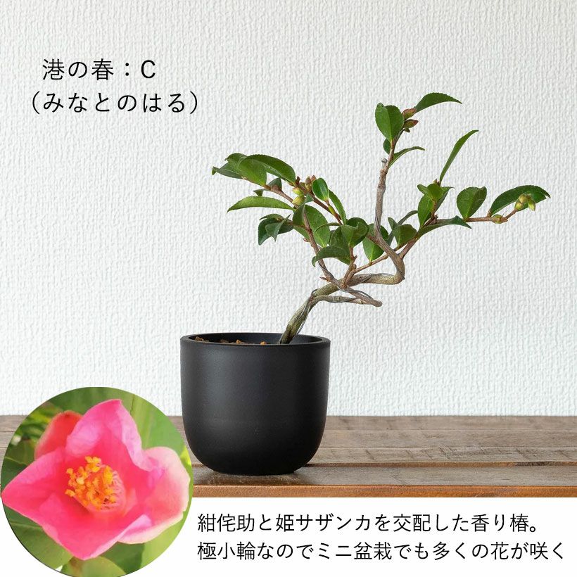 ツバキ盆栽枝曲がり初心者向け｜白・ピンクの小花コンパクト品種