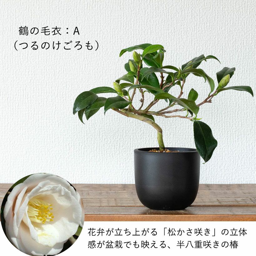 椿　ツバキ　盆栽 ツバキ盆栽枝曲がり初心者向け｜白・ピンクの小花コンパクト品種