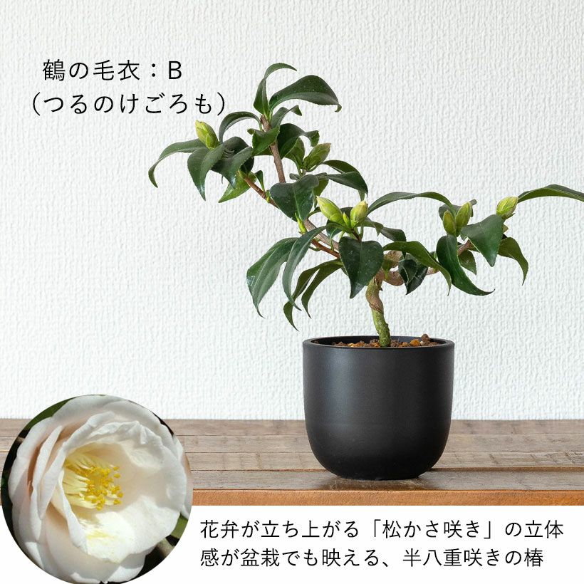 ツバキ盆栽枝曲がり初心者向け｜白・ピンクの小花コンパクト品種