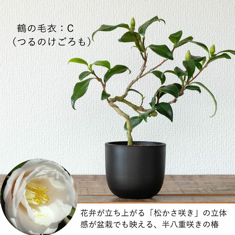 ツバキ盆栽枝曲がり初心者向け｜白・ピンクの小花コンパクト品種