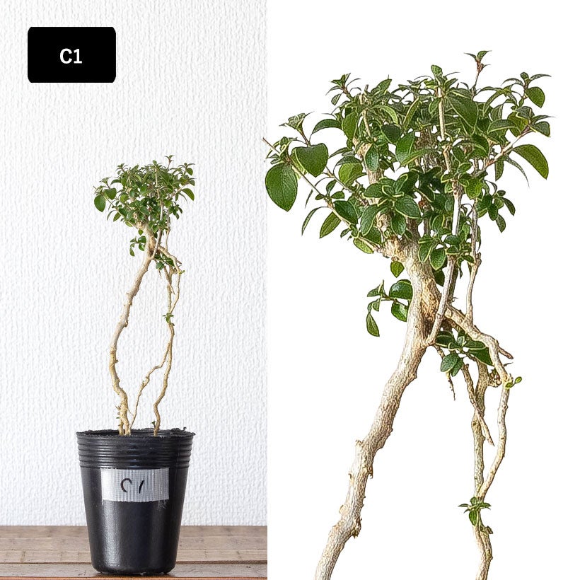 根上がり盆栽コウチョウゲ（紅丁花）爪のように根を露出し木質化