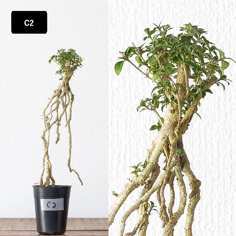 根上がり盆栽コウチョウゲ（紅丁花）爪のように根を露出し木質化