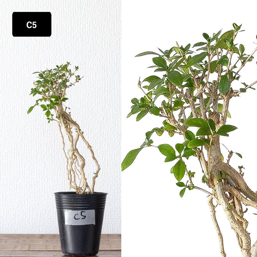 根上がり盆栽コウチョウゲ（紅丁花）爪のように根を露出し木質化