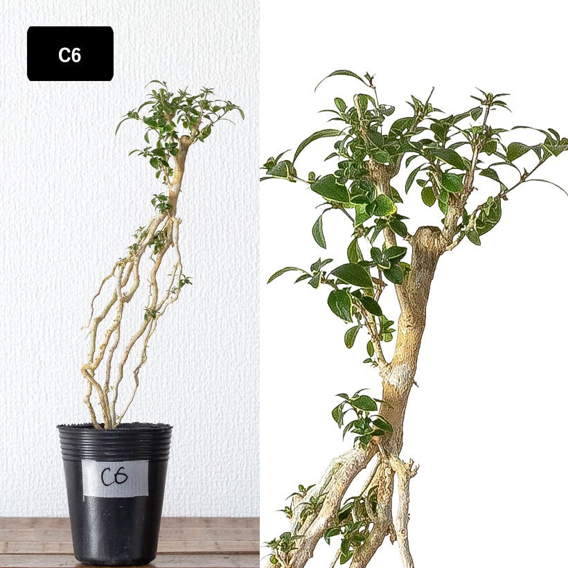 根上がり盆栽コウチョウゲ（紅丁花）爪のように根を露出し木質化