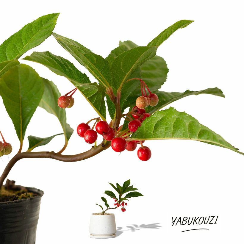 ヤブコウジの鉢植え|実付きの十両：ミニ盆栽風にアレンジ