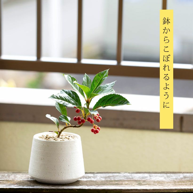ヤブコウジの鉢植え|実付きの十両：ミニ盆栽風にアレンジ