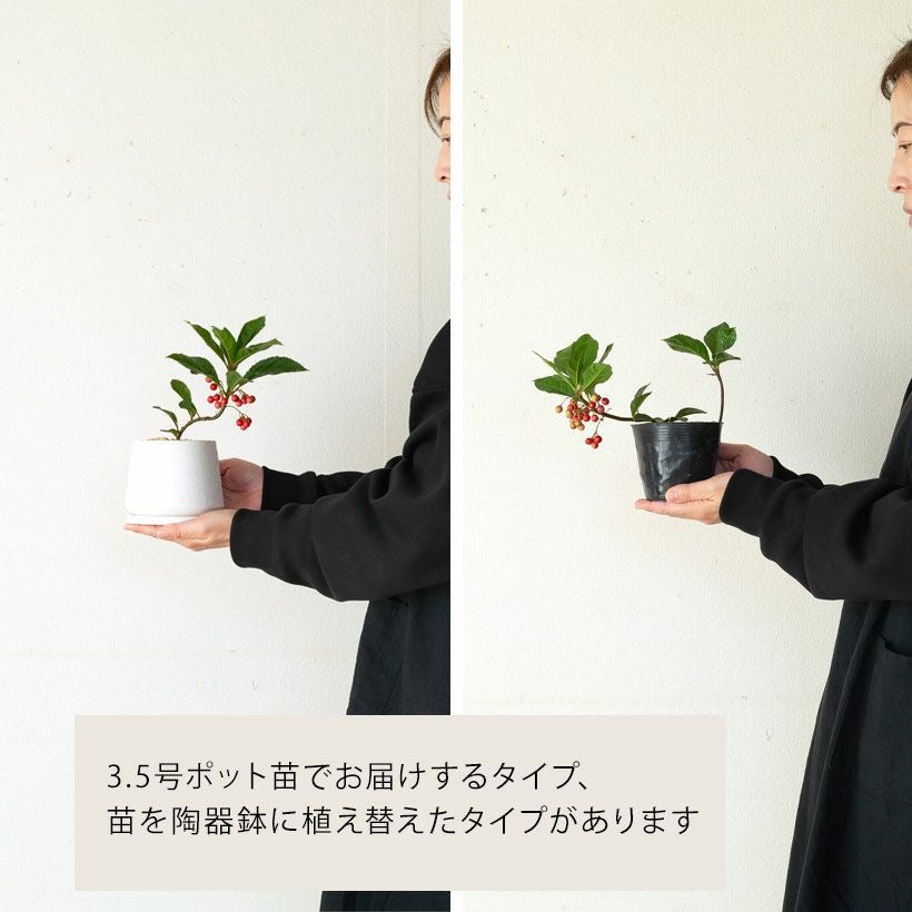 ヤブコウジの鉢植え|実付きの十両：ミニ盆栽風にアレンジ