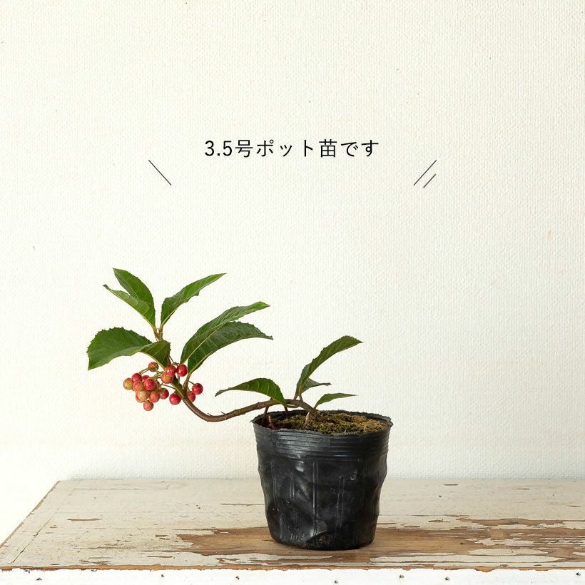 ヤブコウジの鉢植え|実付きの十両：ミニ盆栽風にアレンジ