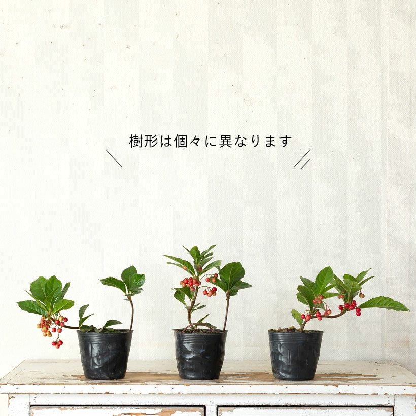 ヤブコウジの鉢植え|実付きの十両：ミニ盆栽風にアレンジ