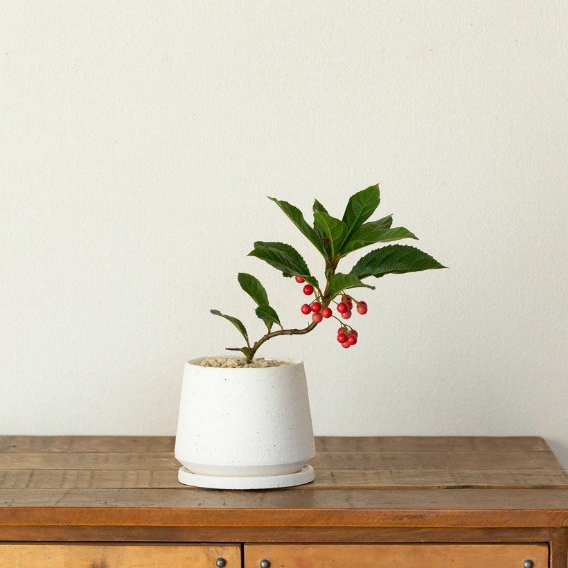 ヤブコウジの鉢植え|実付きの十両：ミニ盆栽風にアレンジ