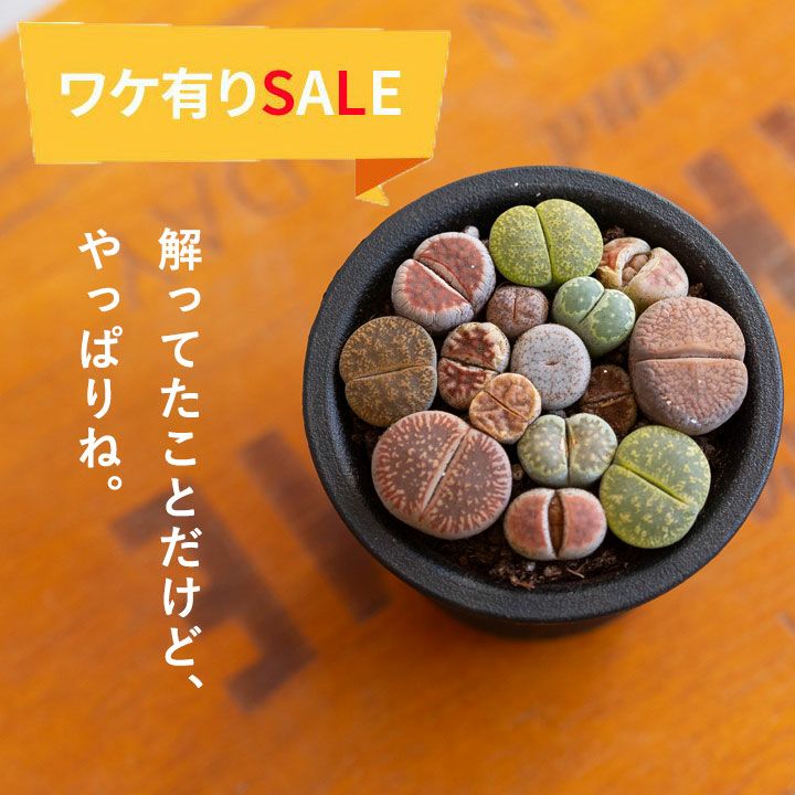 訳有りSALE】リトープスの小さな寄せ植え | [公式]e-花屋さん