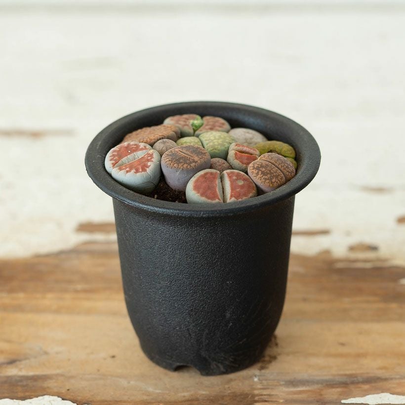 多肉植物　リトープス　訳あり　1ポット 訳有りSALE】リトープスの小さな寄せ植え | [公式]e-花屋さん