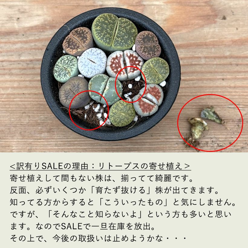 訳有りSALE】リトープスの小さな寄せ植え | [公式]e-花屋さん