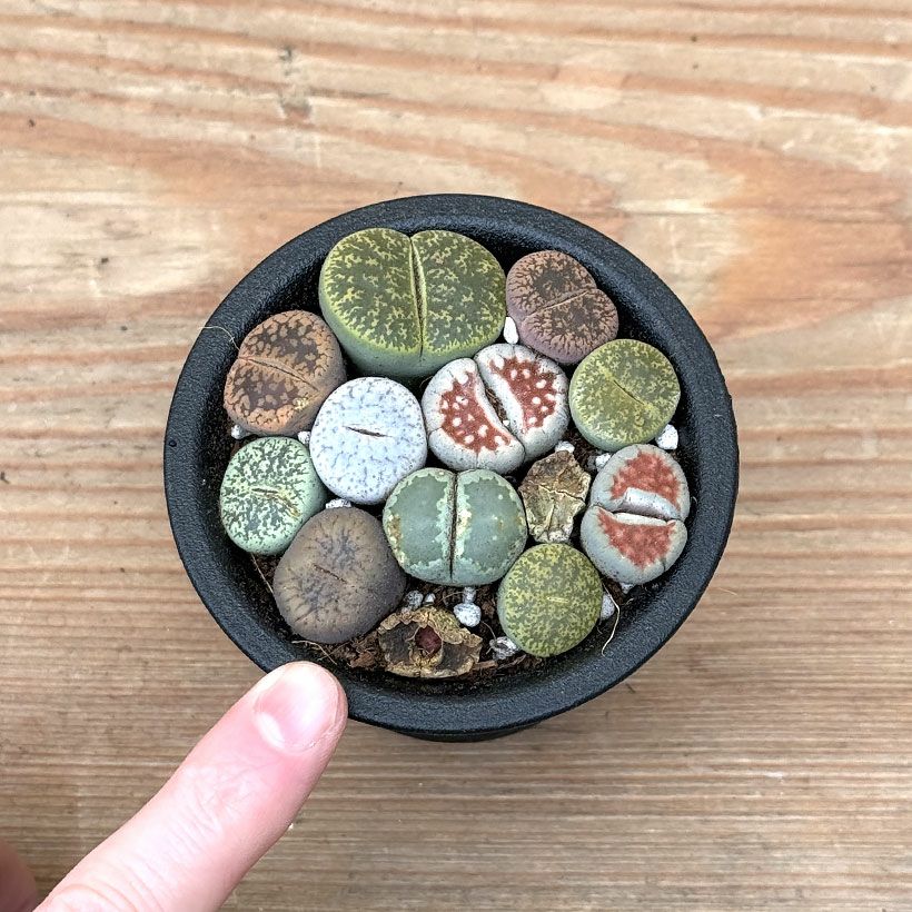 多肉植物　リトープス　訳あり　1ポット 訳有りSALE】リトープスの小さな寄せ植え | [公式]e-花屋さん