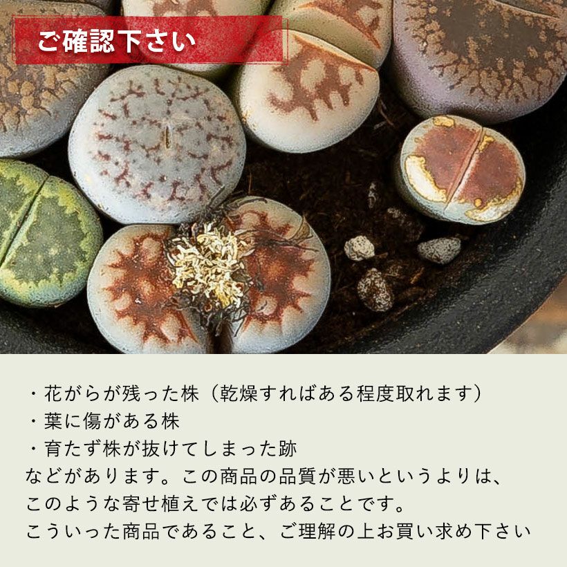 訳有りSALE】リトープスの小さな寄せ植え | [公式]e-花屋さん