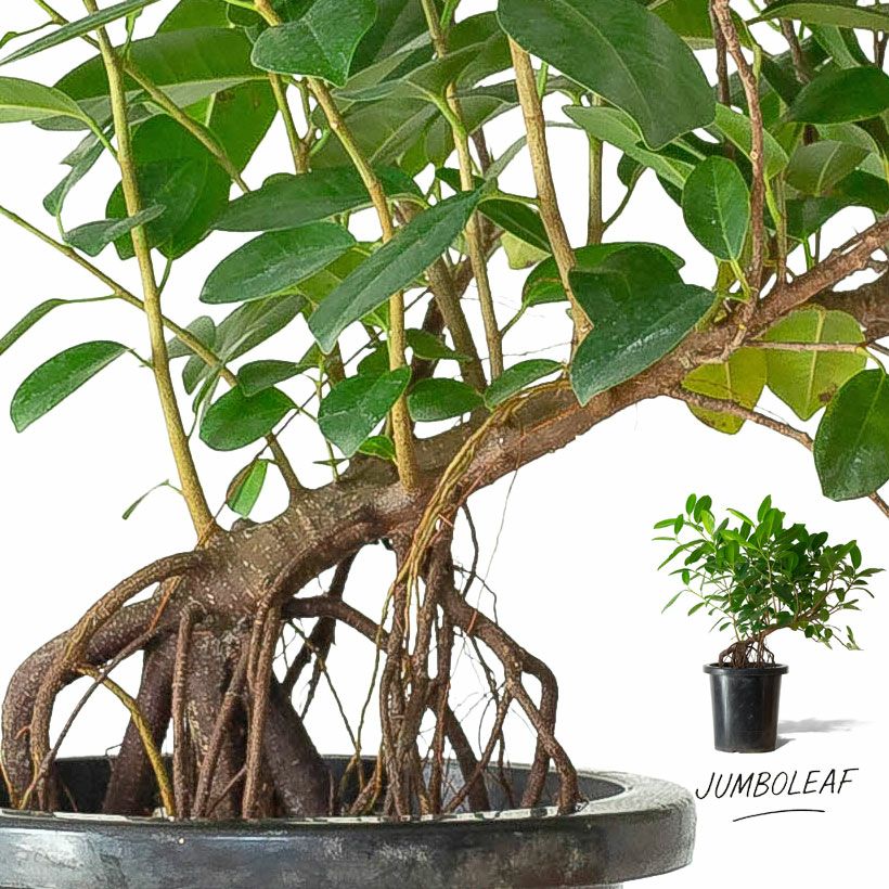 フィカス・ジャンボリーフ｜ガジュマルより葉が大きく見応えあり