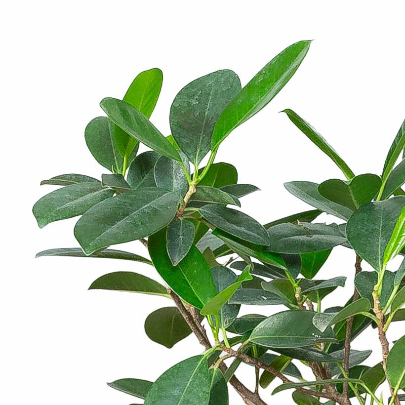 フィカス・ジャンボリーフ｜ガジュマルより葉が大きく見応えあり