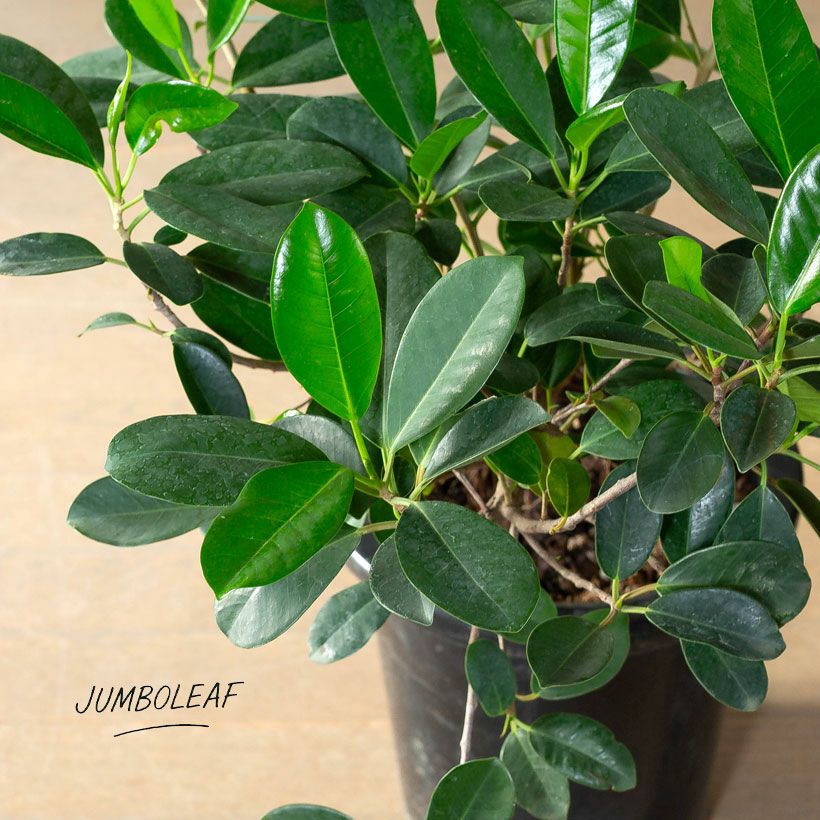 フィカス・ジャンボリーフ｜ガジュマルより葉が大きく見応えあり