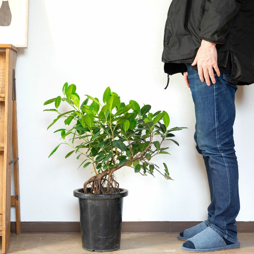 フィカス・ジャンボリーフ｜ガジュマルより葉が大きく見応えあり