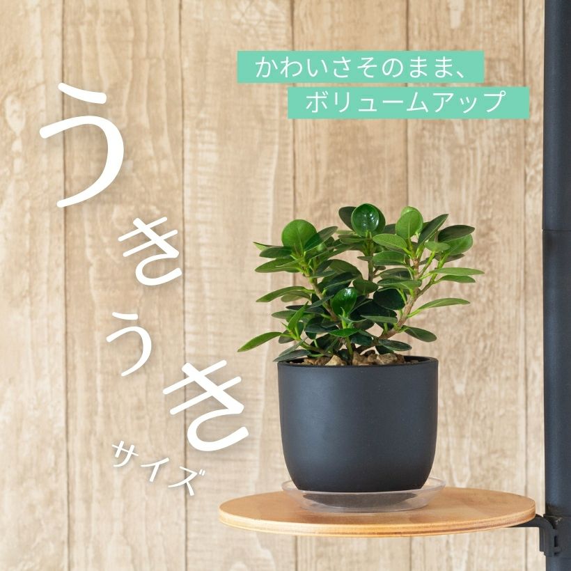 鉢が選べる】パンダガジュマル3.5号サイズ（育て方付き）