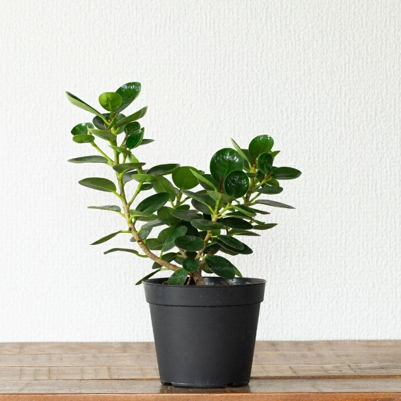 鉢が選べる】パンダガジュマル3.5号サイズ（育て方付き）