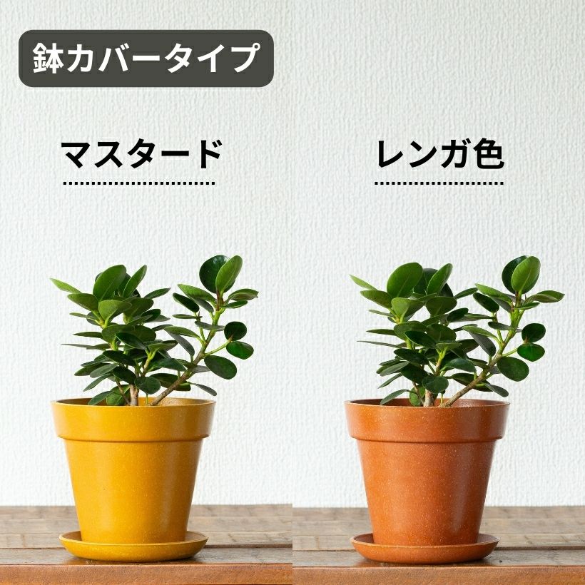 鉢が選べる】パンダガジュマル3.5号サイズ（育て方付き）