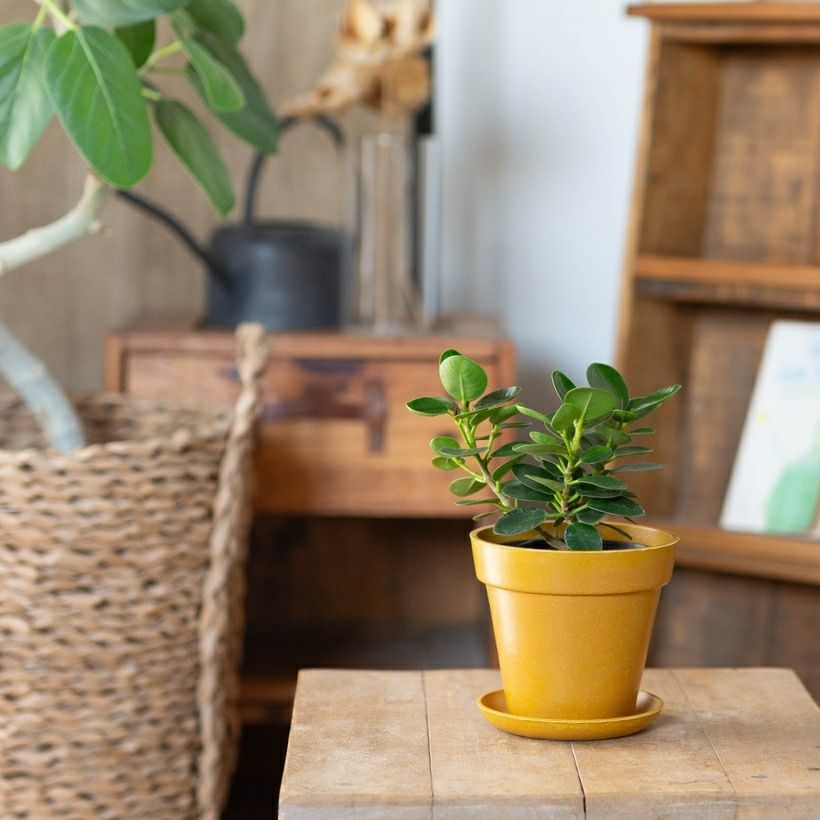 鉢が選べる】パンダガジュマル3.5号サイズ(育て方付き) 鉢が選べる】パンダガジュマル3.5号サイズ(育て方付き)