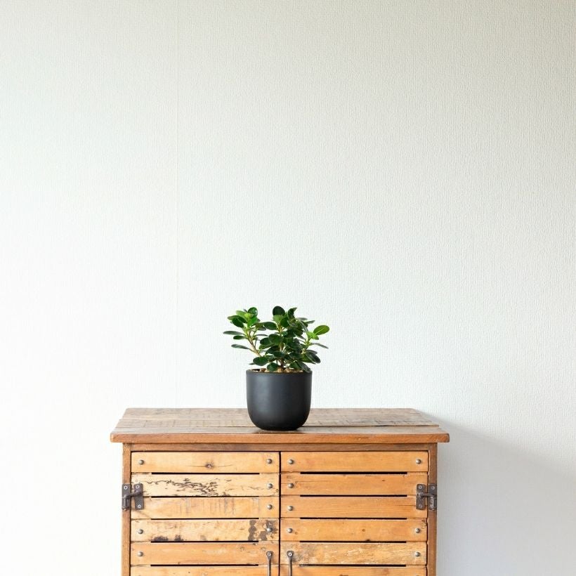 鉢が選べる】パンダガジュマル3.5号サイズ（育て方付き）