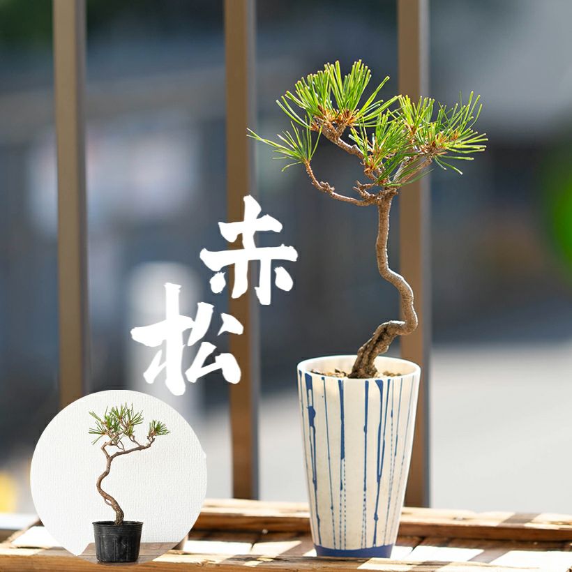 000000010190-02.jpg?size=l&w=