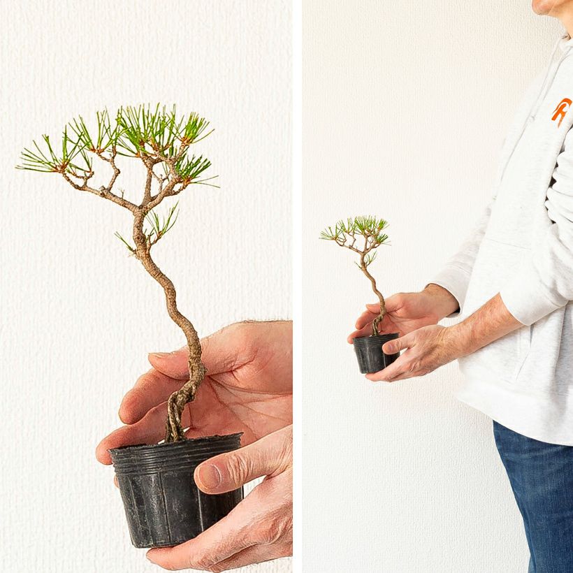 赤松ミニ盆栽｜幹曲げ、根上がりに仕立てた年代物（育て方付き）