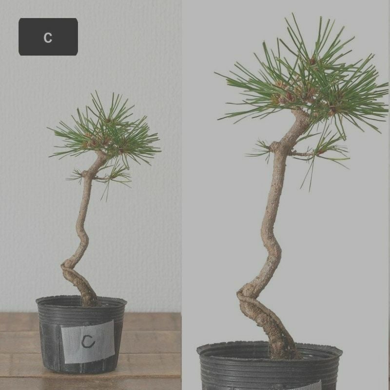 赤松ミニ盆栽｜幹曲げ、根上がりに仕立てた年代物（育て方付き）