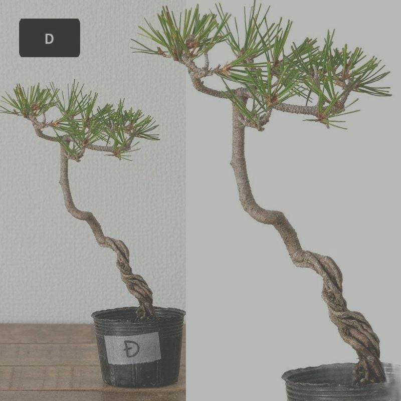 赤松ミニ盆栽｜幹曲げ、根上がりに仕立てた年代物（育て方付き）