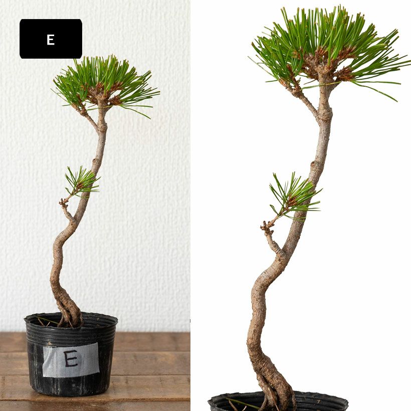 赤松ミニ盆栽｜幹曲げ、根上がりに仕立てた年代物（育て方付き）