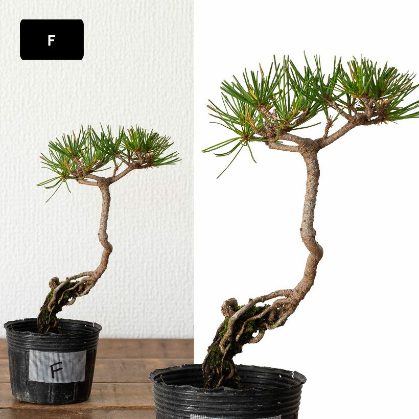 赤松ミニ盆栽｜幹曲げ、根上がりに仕立てた年代物（育て方付き）