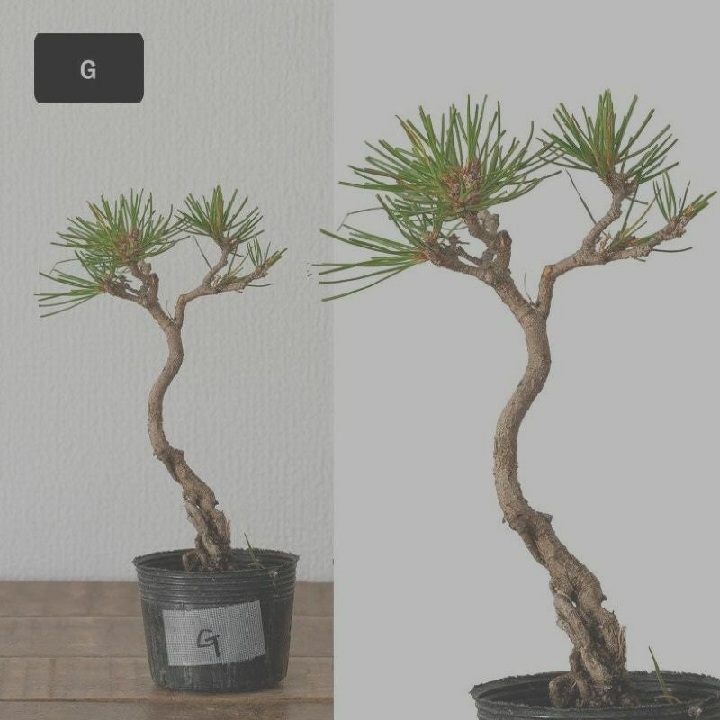 赤松ミニ盆栽｜幹曲げ、根上がりに仕立てた年代物（育て方付き）