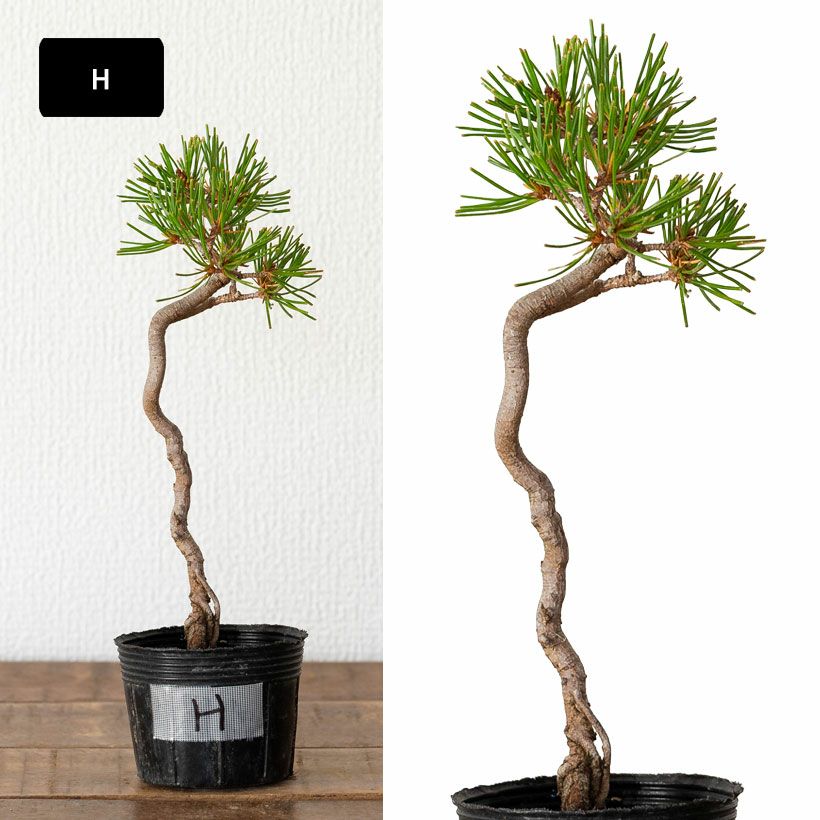 赤松ミニ盆栽｜幹曲げ、根上がりに仕立てた年代物（育て方付き）