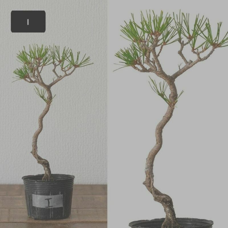 赤松ミニ盆栽｜幹曲げ、根上がりに仕立てた年代物（育て方付き）