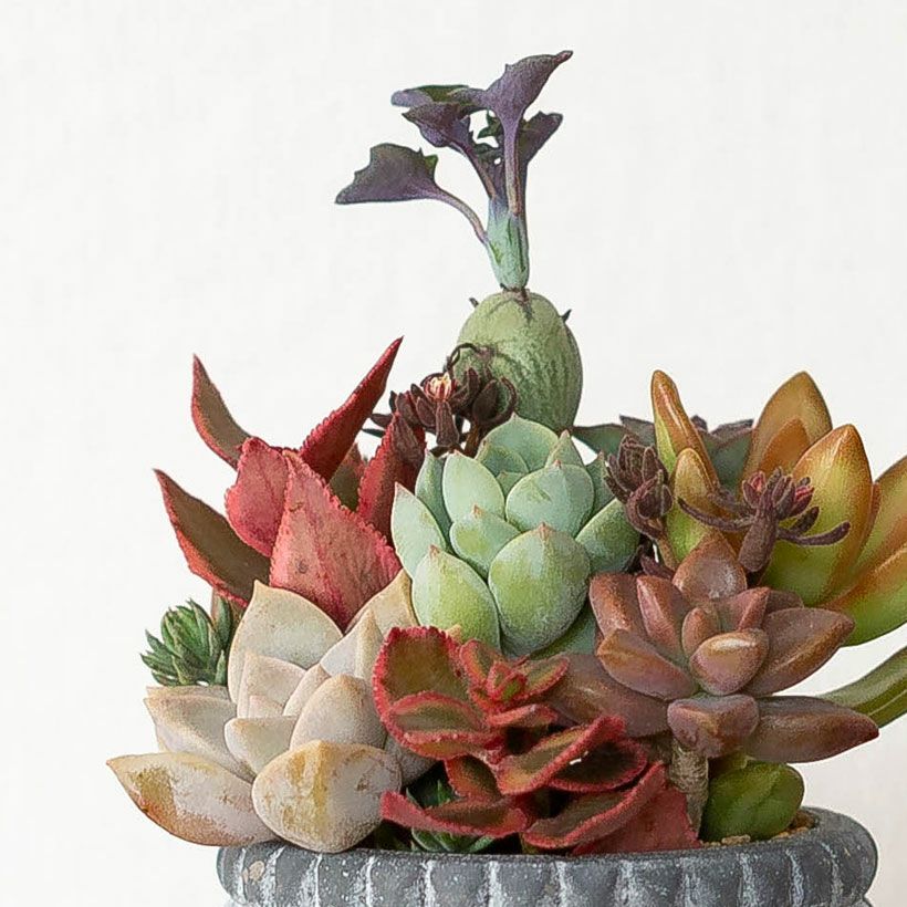 多肉カラフル寄せ植えミニ陶器鉢｜ツキトジやセダムなど8種以上