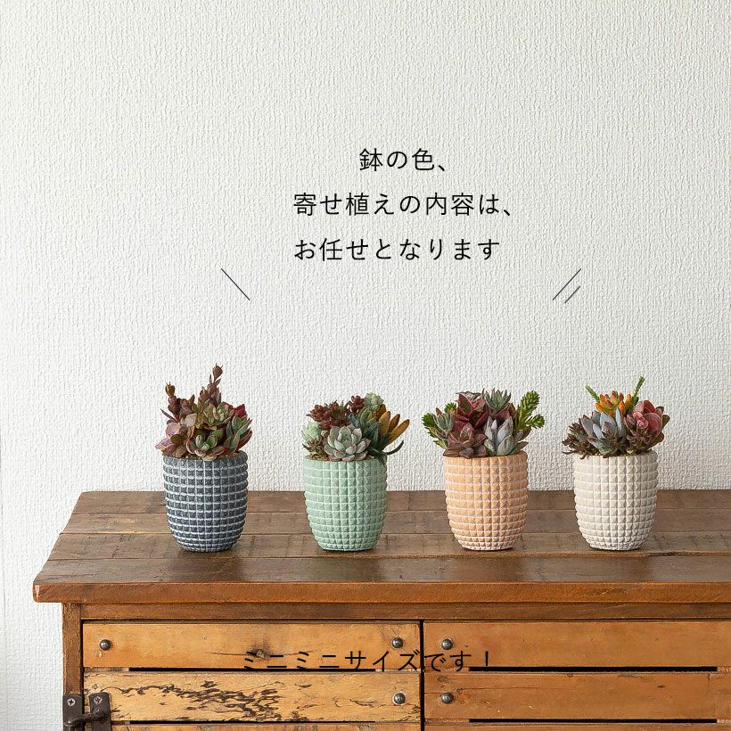多肉カラフル寄せ植えミニ陶器鉢｜ツキトジやセダムなど8種以上