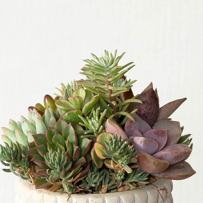 多肉カラフル寄せ植えミニ陶器鉢|ツキトジやセダムなど8種以上 多肉カラフル寄せ植えミニ陶器鉢|ツキトジやセダムなど8種以上