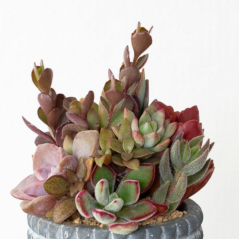 多肉カラフル寄せ植えミニ陶器鉢｜ツキトジやセダムなど8種以上