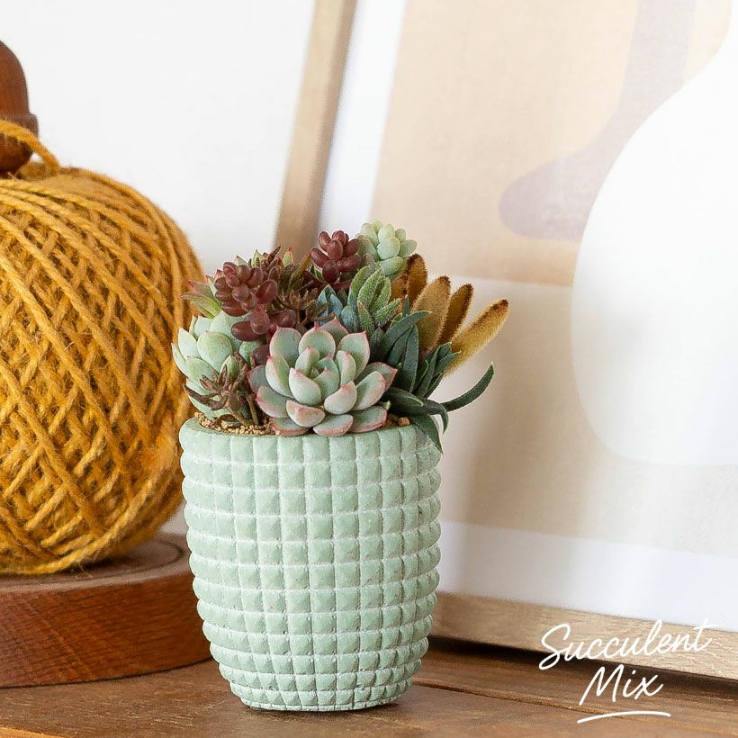 多肉カラフル寄せ植えミニ陶器鉢｜ツキトジやセダムなど8種以上