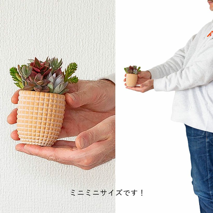多肉カラフル寄せ植えミニ陶器鉢｜ツキトジやセダムなど8種以上