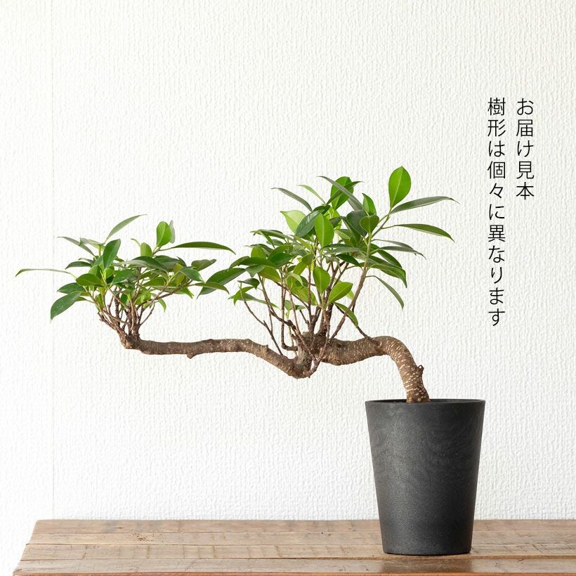 ガジュマル盆栽｜龍のように幹が伸び曲がる卓上スパイラル