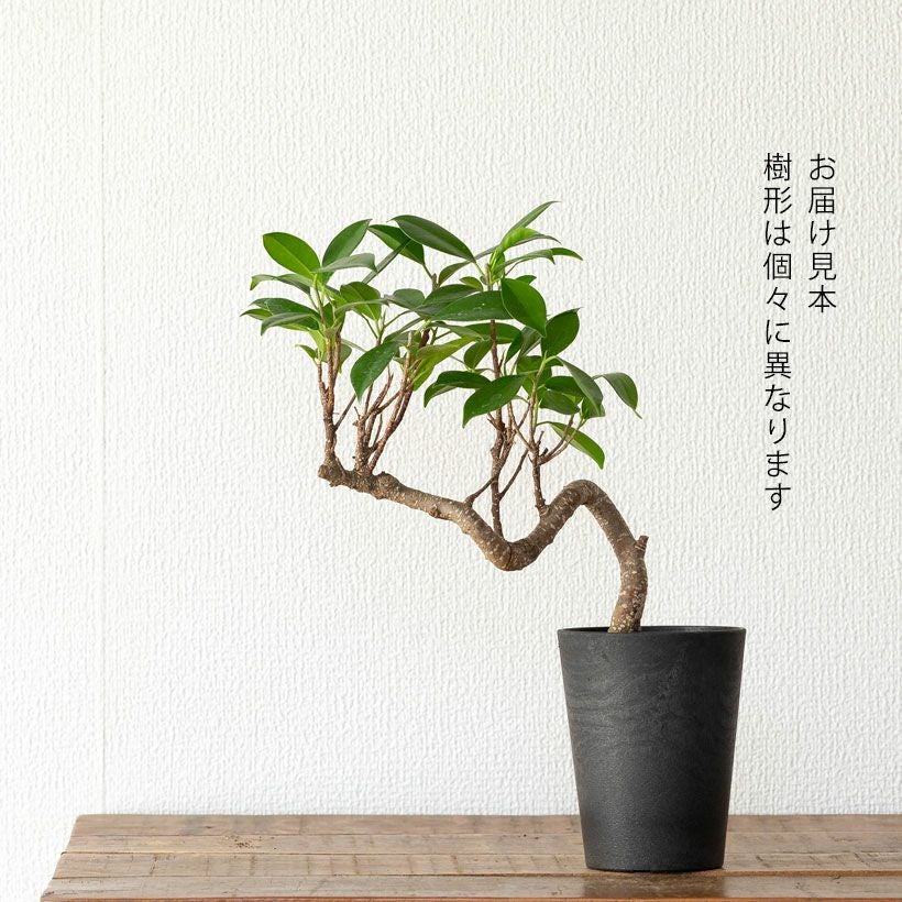ガジュマル盆栽｜龍のように幹が伸び曲がる卓上スパイラル