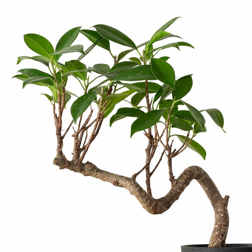 ガジュマル盆栽｜龍のように幹が伸び曲がる卓上スパイラル